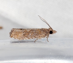 Strepsicrates semicanella