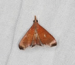 Hemiscopis sanguinea