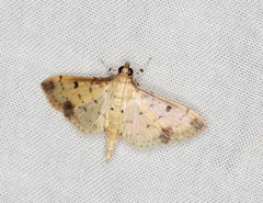 Herpetogramma cynaralis