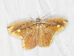 Pareumelea eugeniata