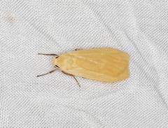 Manulea fuscodorsalis