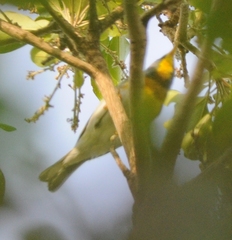 Setophaga americana