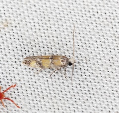 Promalactis lobatifera