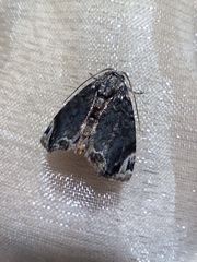 Drobeta