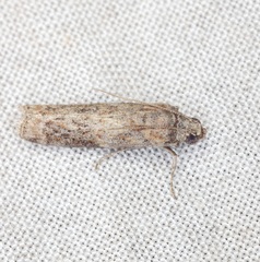 Phycita cirrhodelta