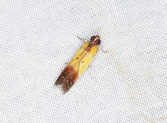 Piesmopoda semilutea
