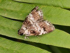 Salma ridiculalis