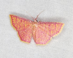 Chrysocraspeda miniosa