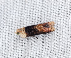 Hedya iophaea