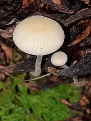 Strobilurus conigenoides