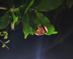 Nothomiza flavicosta