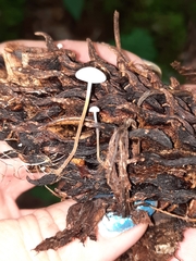 Strobilurus conigenoides