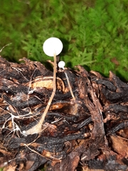 Strobilurus conigenoides