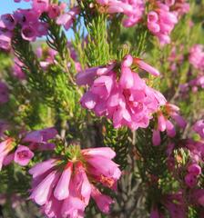 Erica abietina constantiana