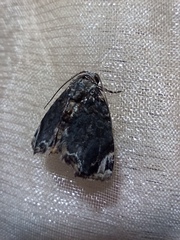 Drobeta