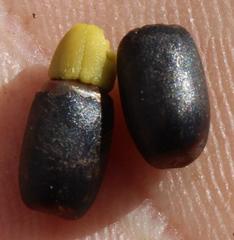 Willdenowia glomerata