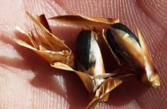 Willdenowia glomerata