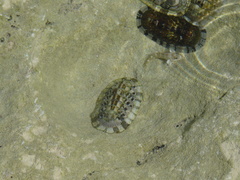 Sypharochiton