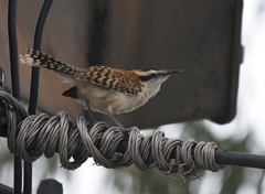 Campylorhynchus rufinucha