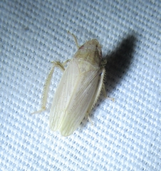 Prairiana