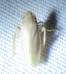 Prairiana