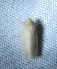 Prairiana