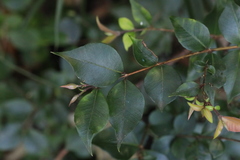 Backhousia myrtifolia