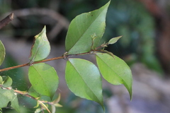 Backhousia myrtifolia