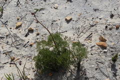 Nanobubon capillaceum