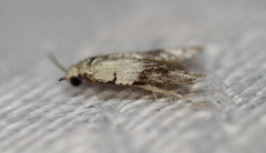 Tracholena sulfurosa