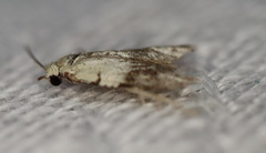 Tracholena sulfurosa