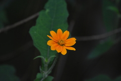 Smallanthus oaxacanus