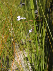 Westringia tenuicaulis