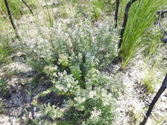 Agiortia pedicellata