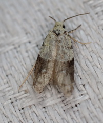 Tracholena sulfurosa