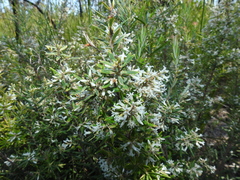 Agiortia pedicellata