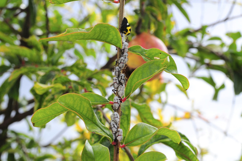 Mexican Treehopper