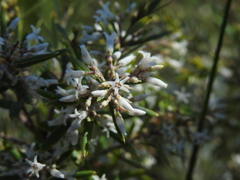 Agiortia pedicellata