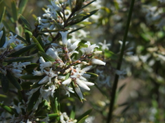 Agiortia pedicellata