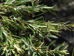 Agiortia pedicellata