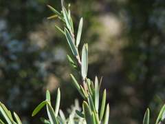 Agiortia pedicellata