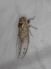 Diceroprocta texana