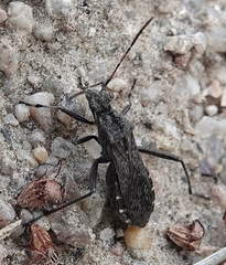 Alydus conspersus