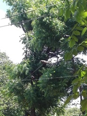 Corvus splendens protegatus