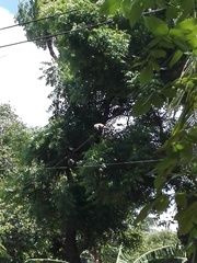 Corvus splendens protegatus