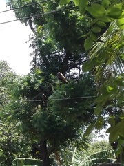 Corvus splendens protegatus