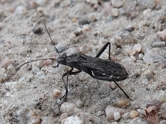 Alydus conspersus
