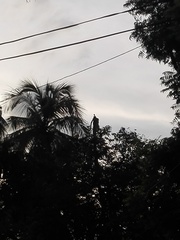 Acridotheres tristis melanosternus