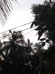 Acridotheres tristis melanosternus