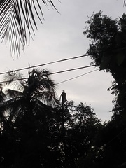 Acridotheres tristis melanosternus